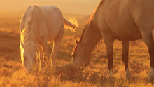 Load image into Gallery viewer, Big Prize Raffle & Engler Canyon Ranch Donation